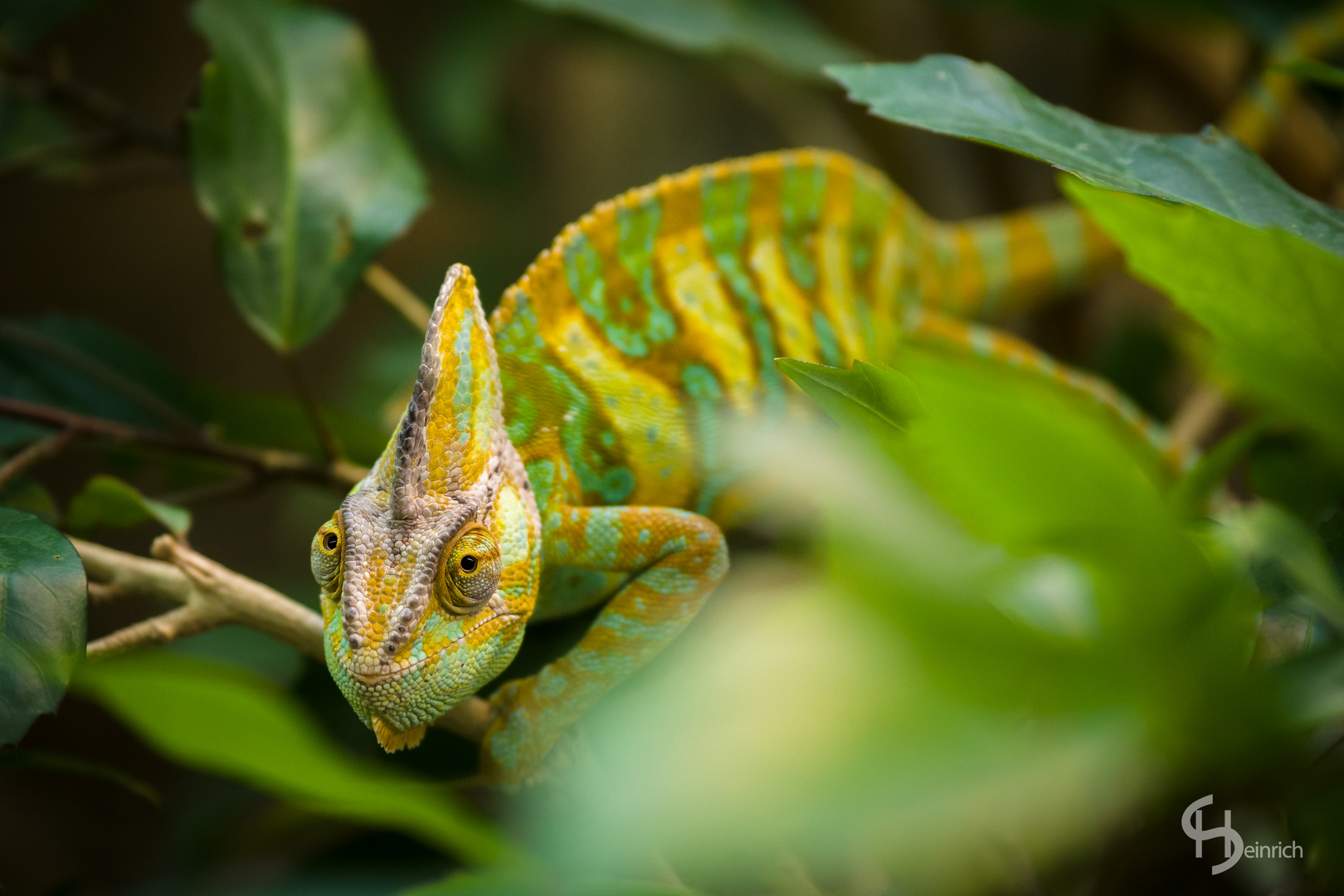 Jemenchamäleon (Chamaelo calyptratus)