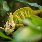 Jemenchamäleon (Chamaelo calyptratus)