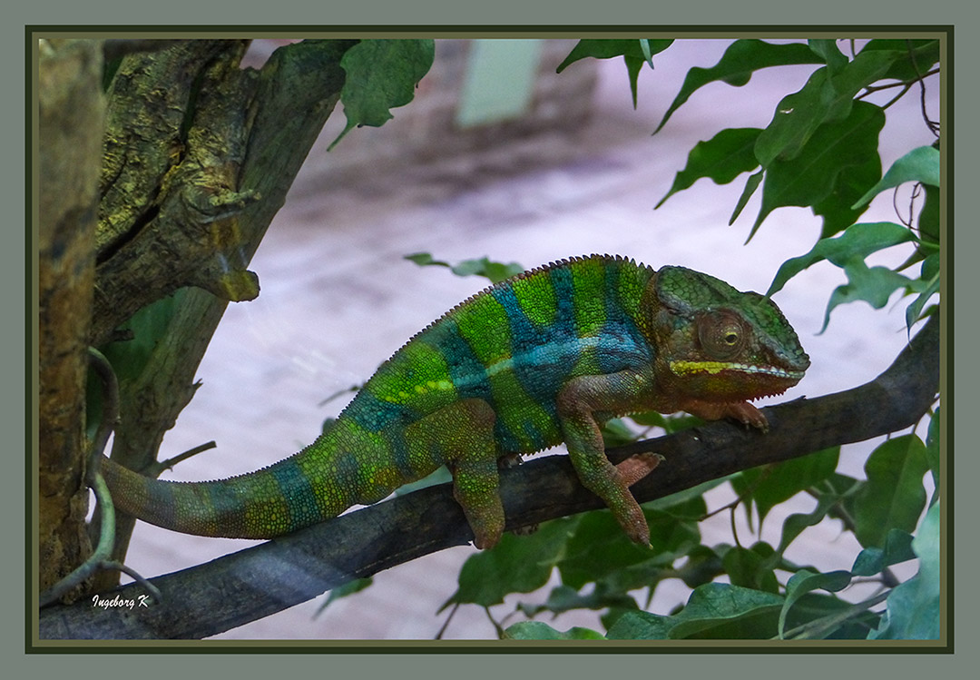 Jemenchamäleon - einige Zeit später - Terrazoo Rheinberg