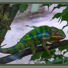 Jemenchamäleon - einige Zeit später - Terrazoo Rheinberg