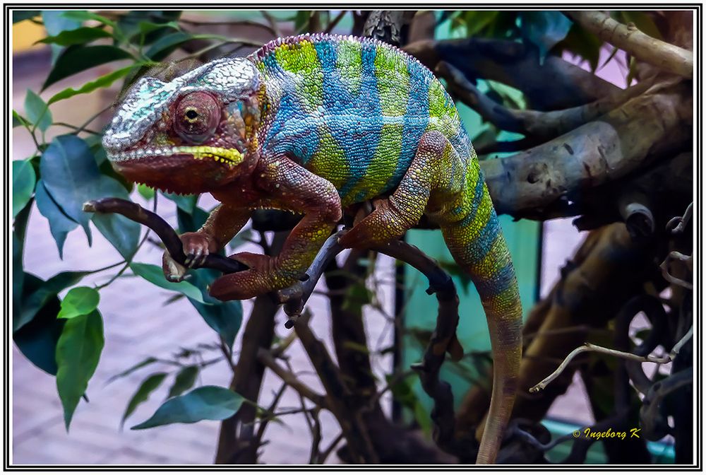 Jemenchamäleon - Terrazoo Rheinberg