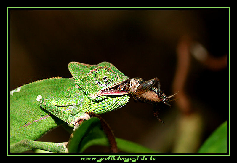 Jemenchamäleon Weibchen (Chamaeleo calyptratus)