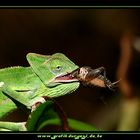 Jemenchamäleon Weibchen (Chamaeleo calyptratus)