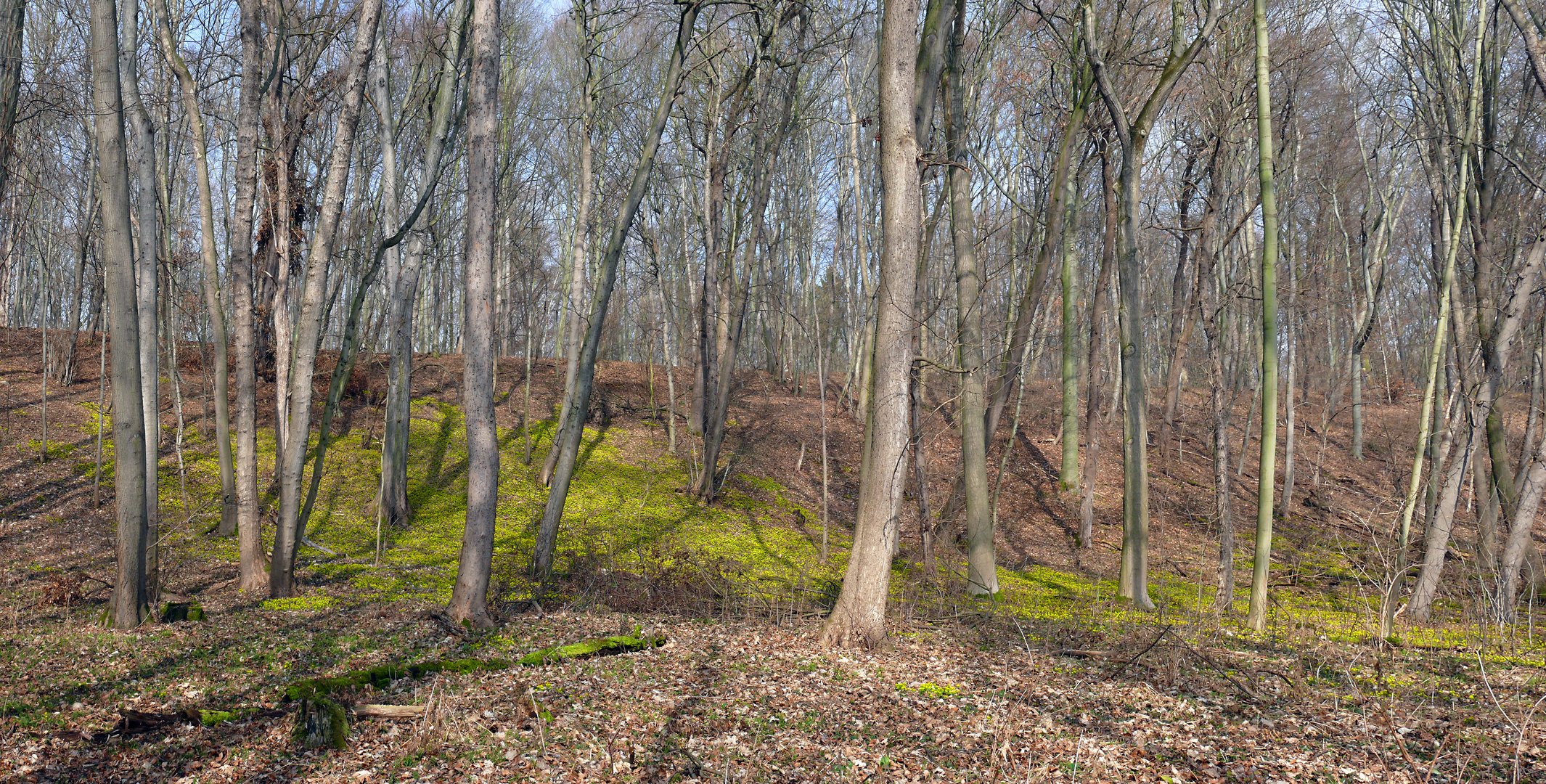 Jena Rautal Winterlinge