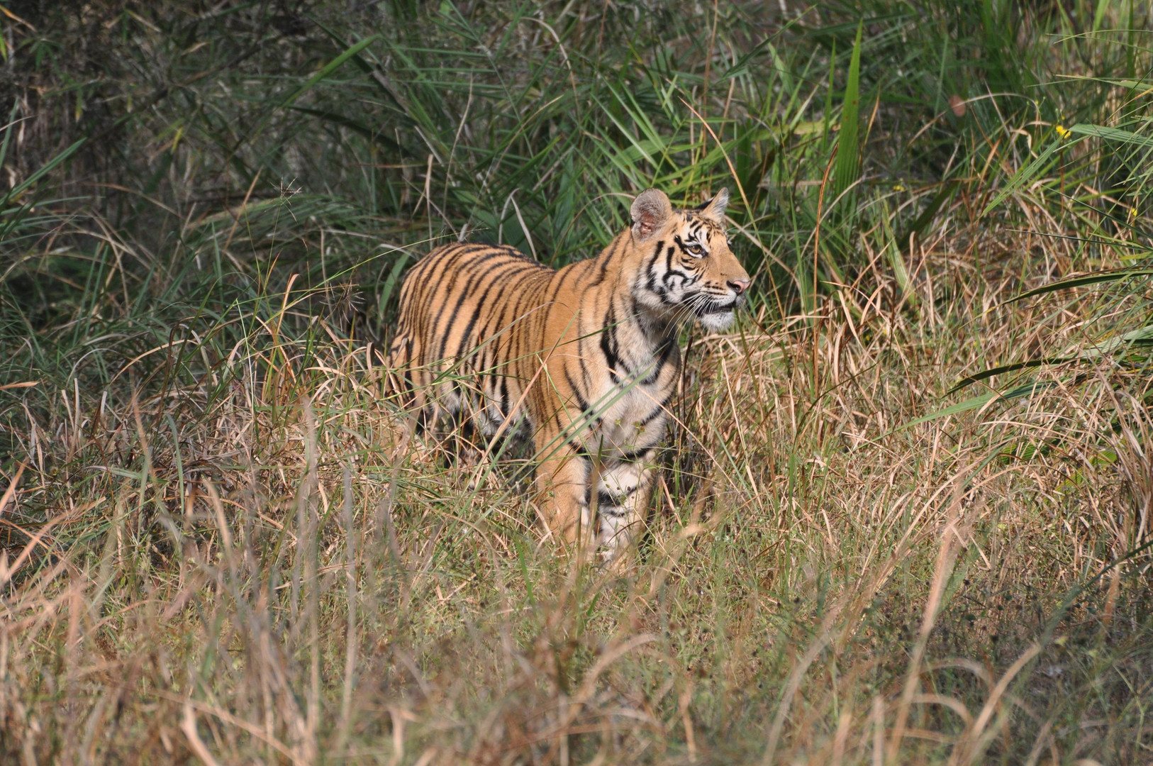 jene tigre de la reserve de Panna ( inde du nord )