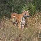 jene tigre de la reserve de Panna ( inde du nord )