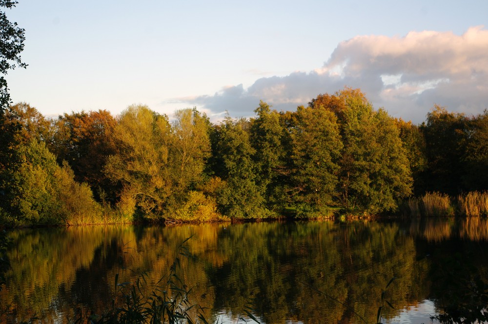 Jenfelder Moor