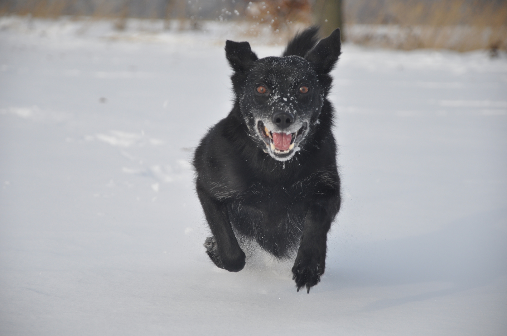 Jenny in Schnee