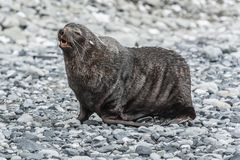 Jenny Island - Pelzrobbe