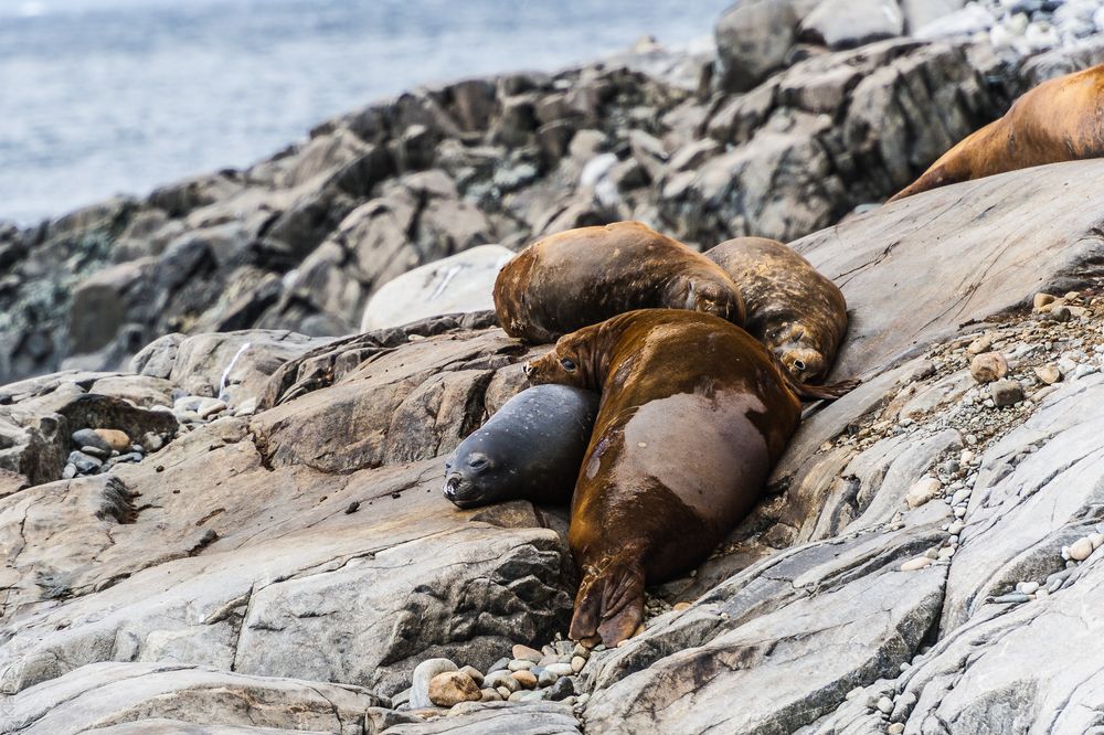 Jenny Island - See-Elefanten