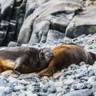 Jenny Island - See-Elefanten