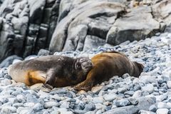 Jenny Island - See-Elefanten