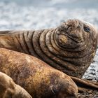 Jenny Island - See-Elefanten - Welch ein Blick!