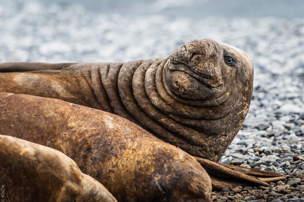 Jenny Island - See-Elefanten - Welch ein Blick!