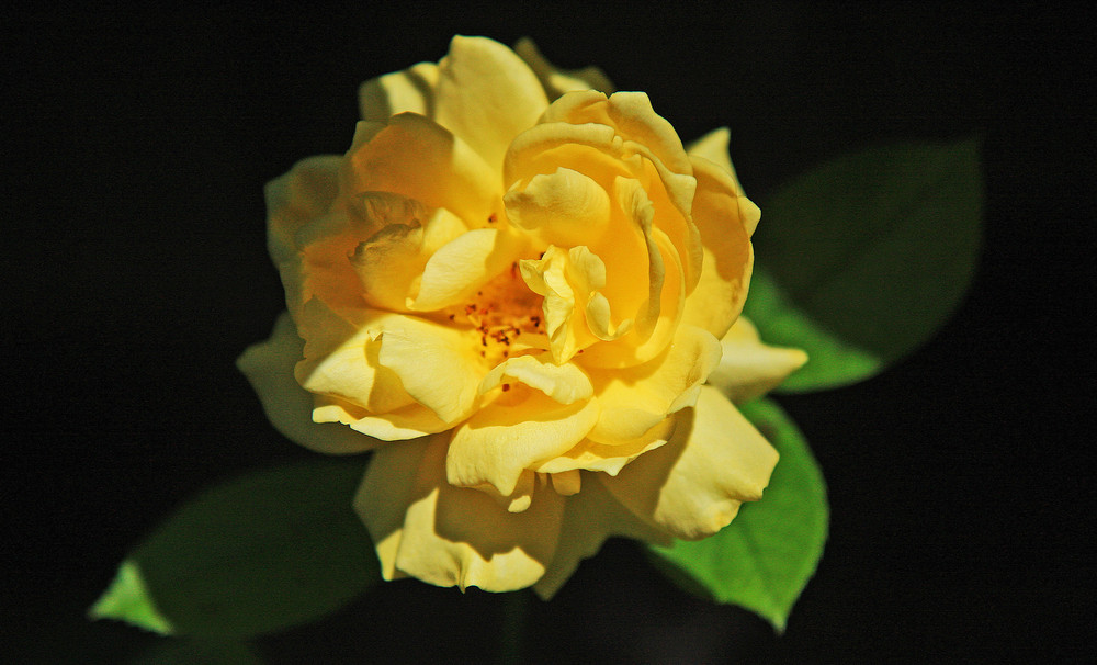 Jenny's rose