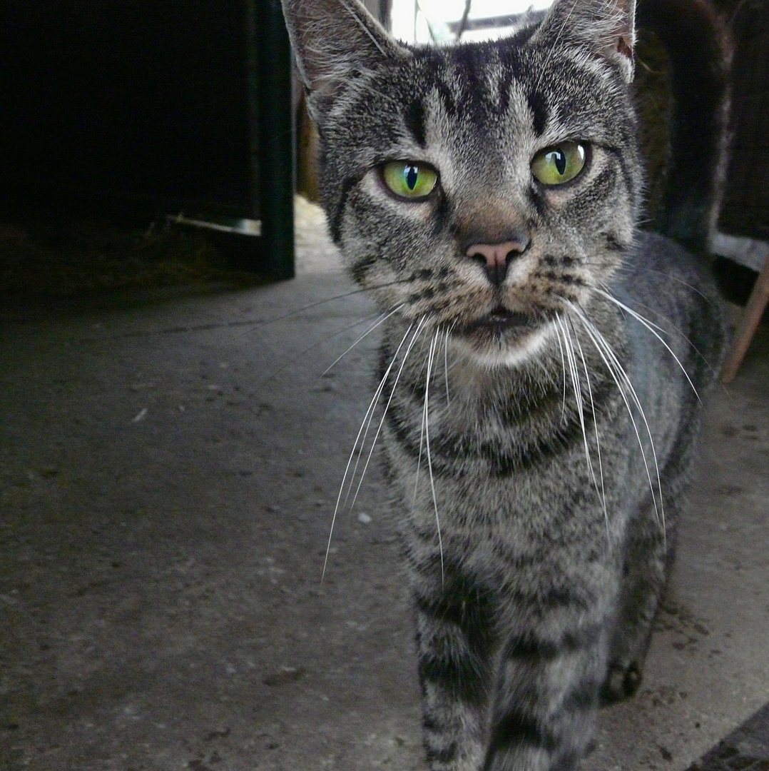 Jens - Stallkatze in ihrer natürlichen Umgebung