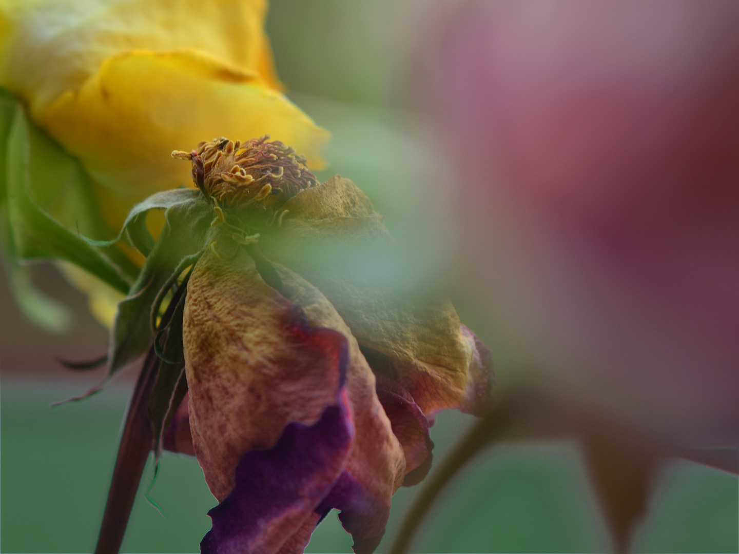 Jenseits der Blüte