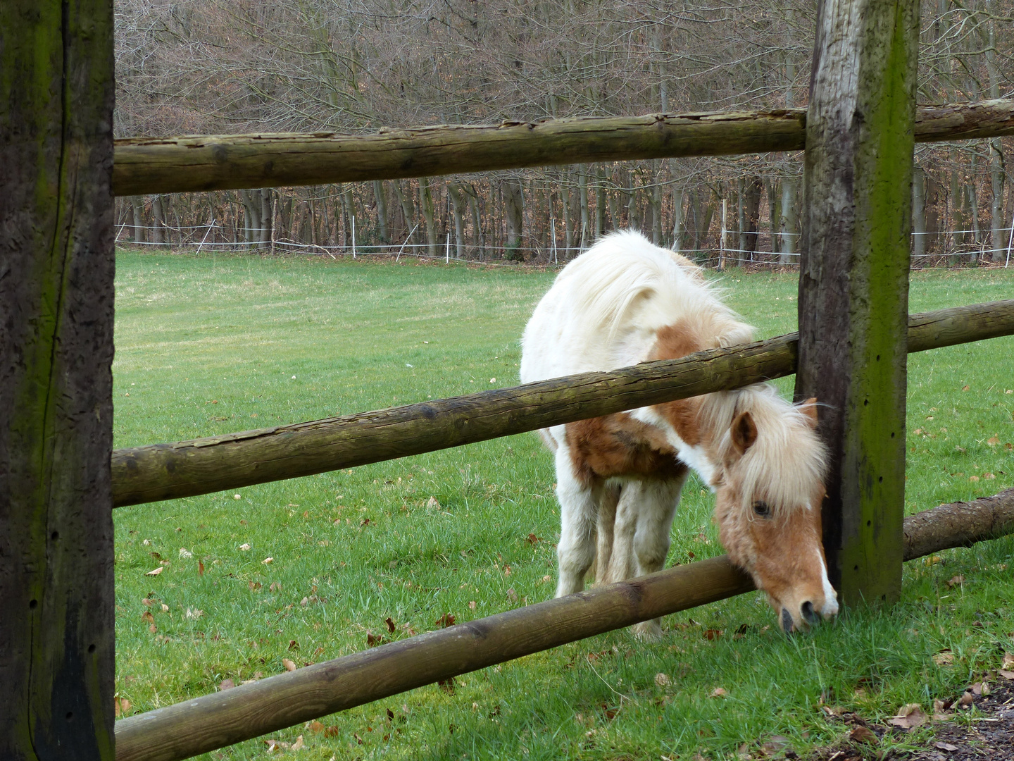 Jenseits des Zauns schmeckt das Gras sicher besser