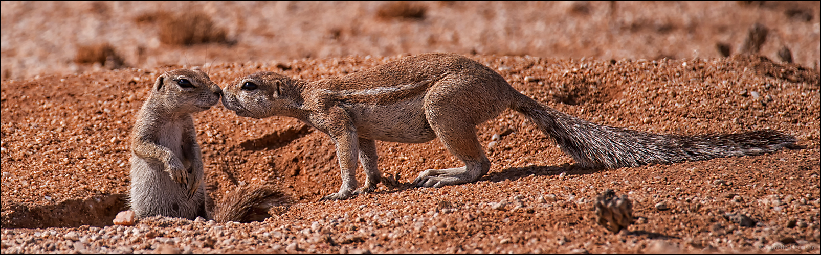 Jenseits von Afrika [12] - Hörnchen-Bussi