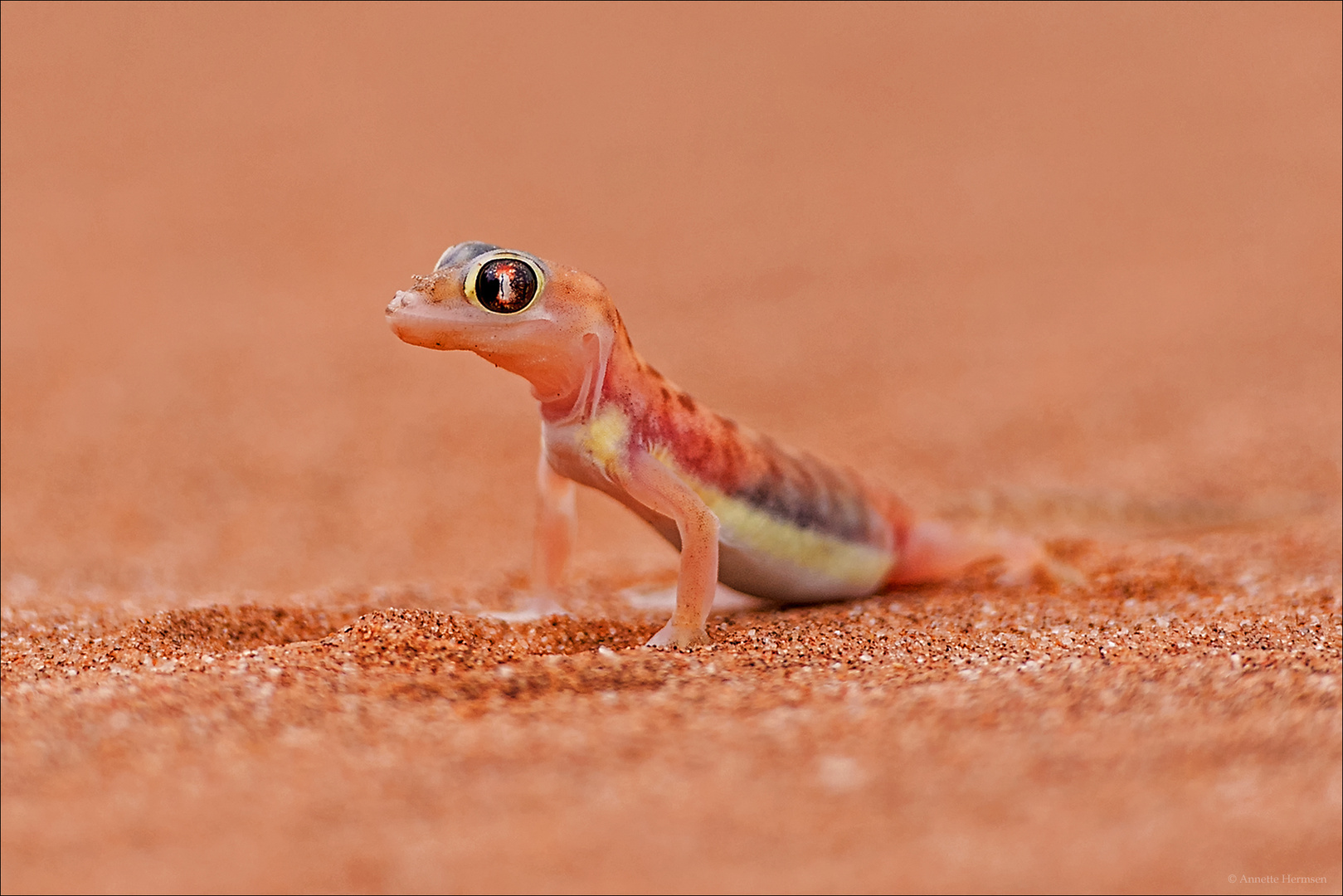 Jenseits von Afrika [32] - Namib Gecko