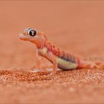 Jenseits von Afrika [32] - Namib Gecko