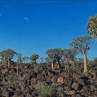 Jenseits von Afrika [36] - Köcherbaumwald