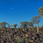 Jenseits von Afrika [36] - Köcherbaumwald