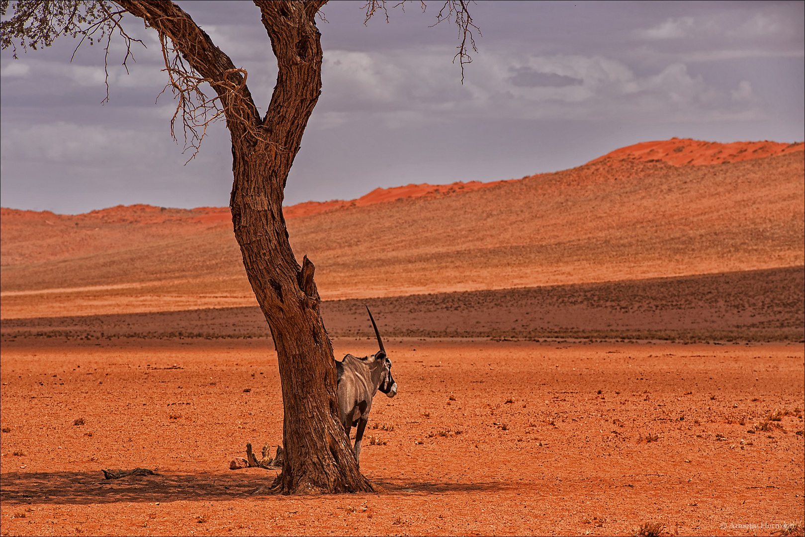 Jenseits von Afrika [37] - Jedem Baum sein Oryx