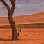 Jenseits von Afrika [37] - Jedem Baum sein Oryx