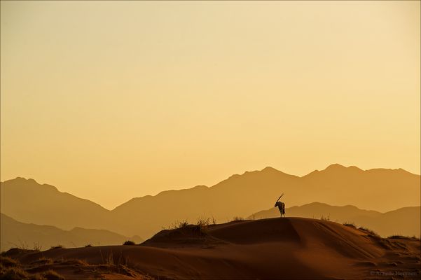 Jenseits von Afrika [41] - His Kingdom