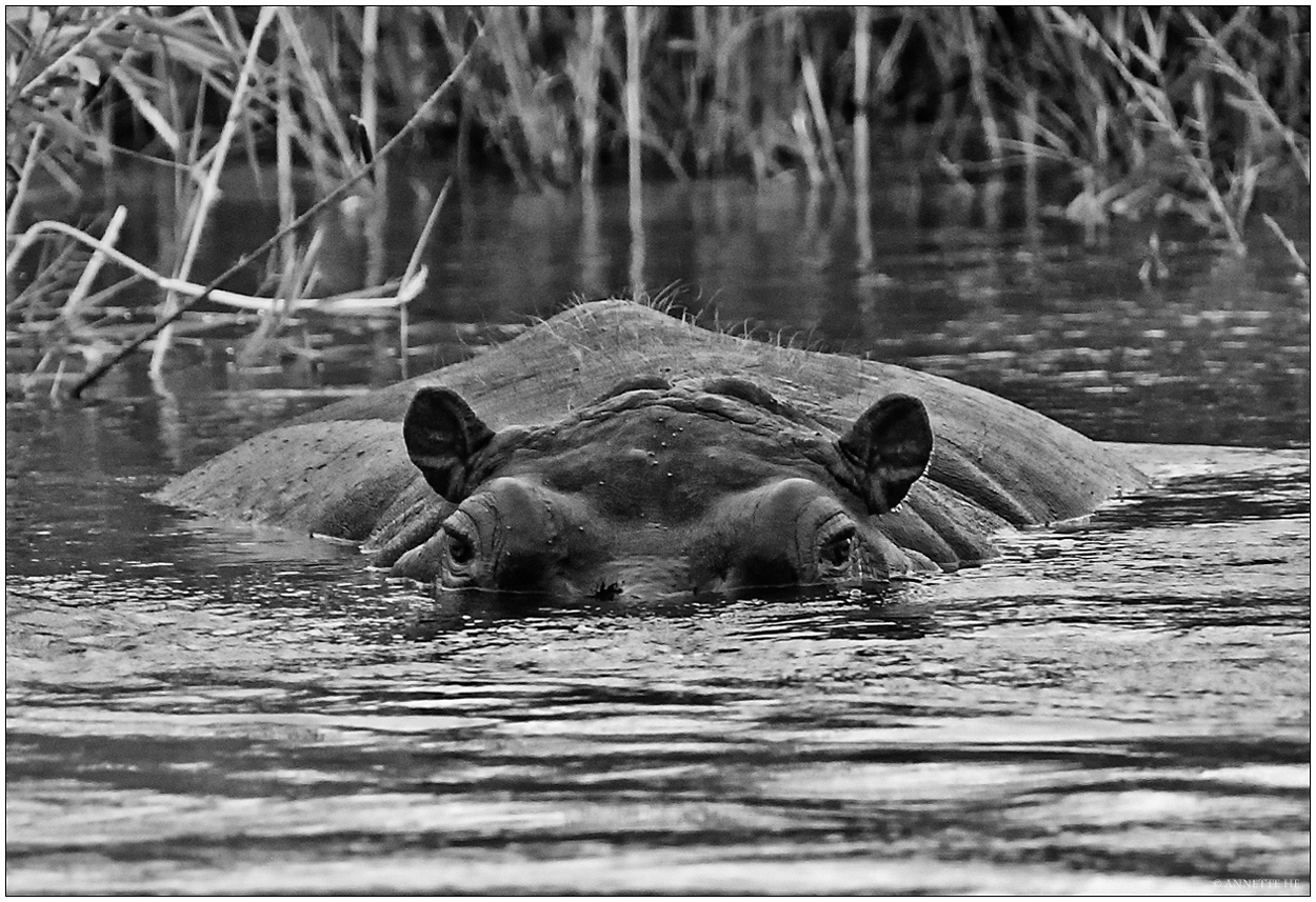 Jenseits von Afrika [43] - Hippo