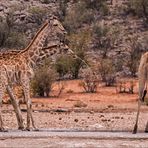 Jenseits von Afrika [51] - Trinken