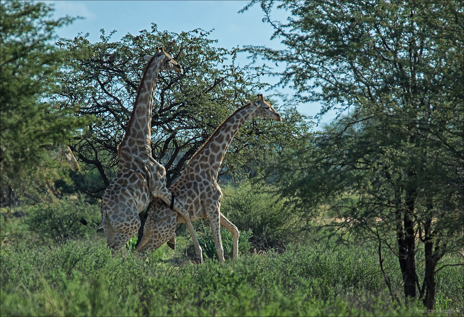 Jenseits von Afrika [54] - Next Generation