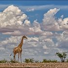 Jenseits von Afrika [8] - Giraffenpano