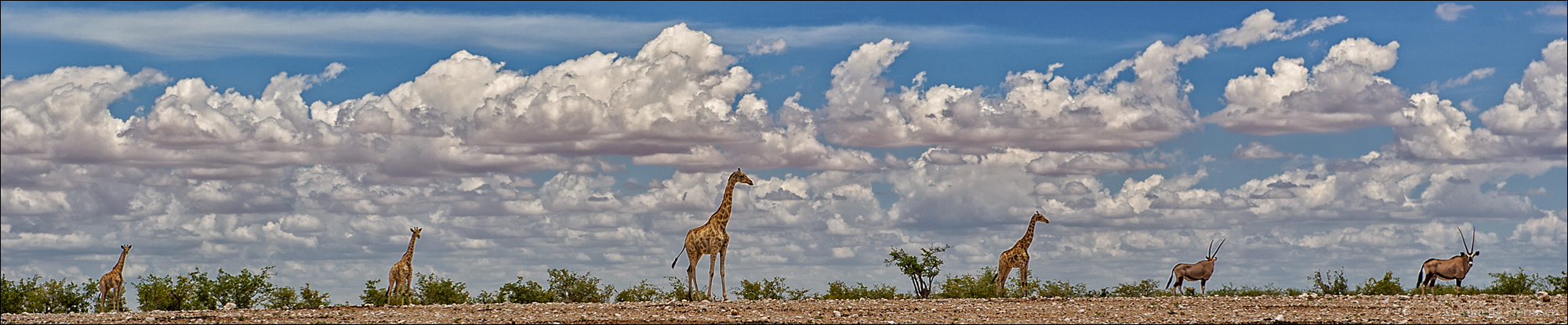 Jenseits von Afrika [8] - Giraffenpano