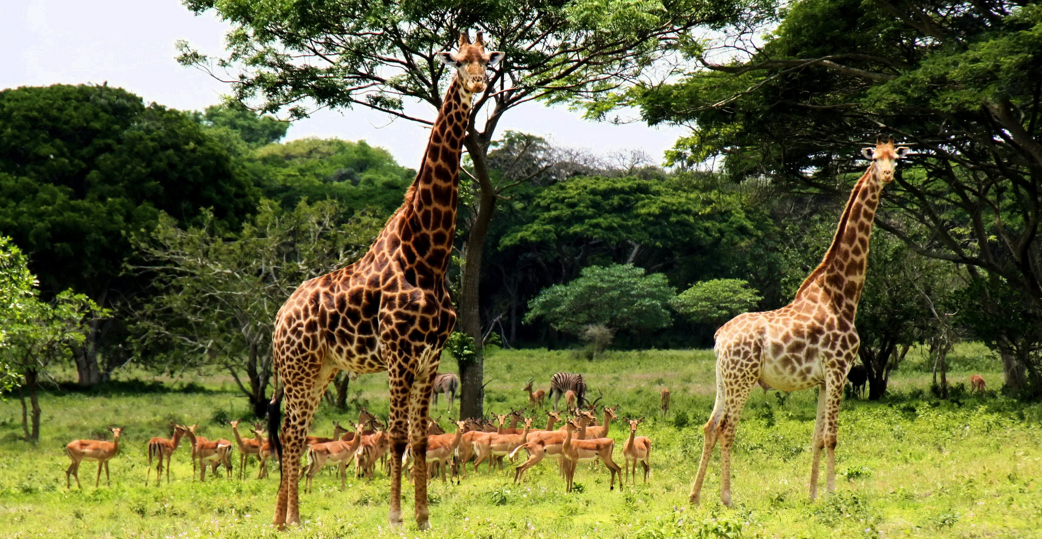 "Jenseits von Afrika"