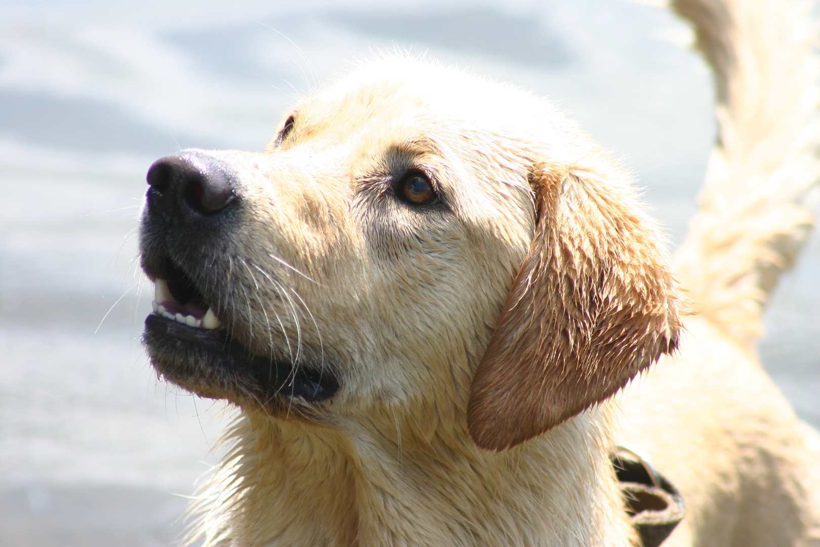 Jeppe, mein Labrador....