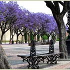 JEREZ DE LA FRONTEIRA _ PARK