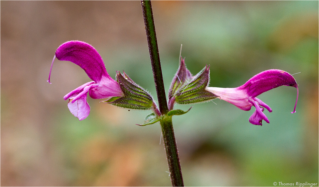 Jericho Salbei (Salvia hierosolymitana)