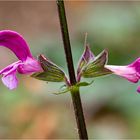 Jericho Salbei (Salvia hierosolymitana)