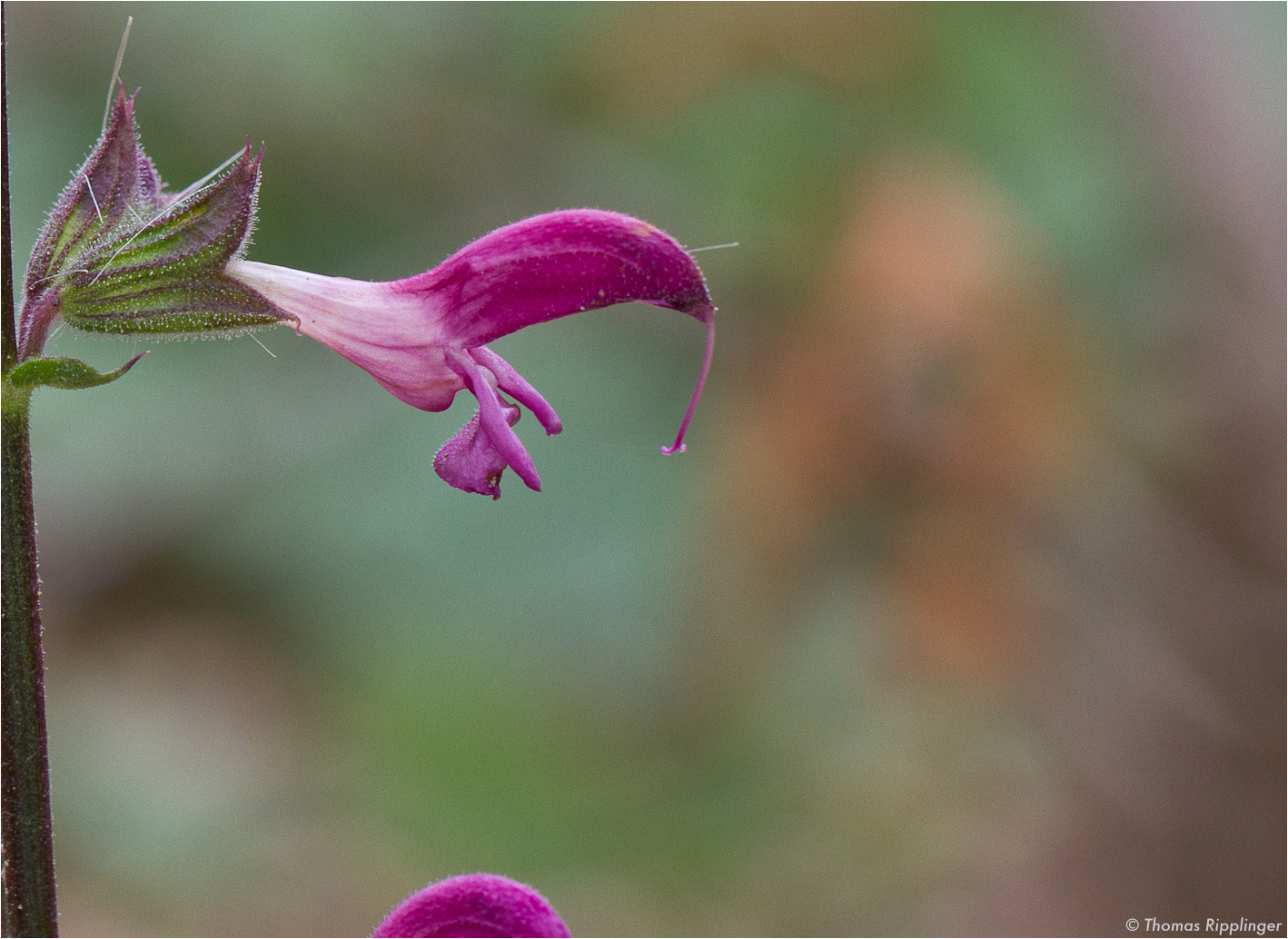 Jericho Salbei (Salvia hierosolymitana).