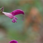 Jericho Salbei (Salvia hierosolymitana).