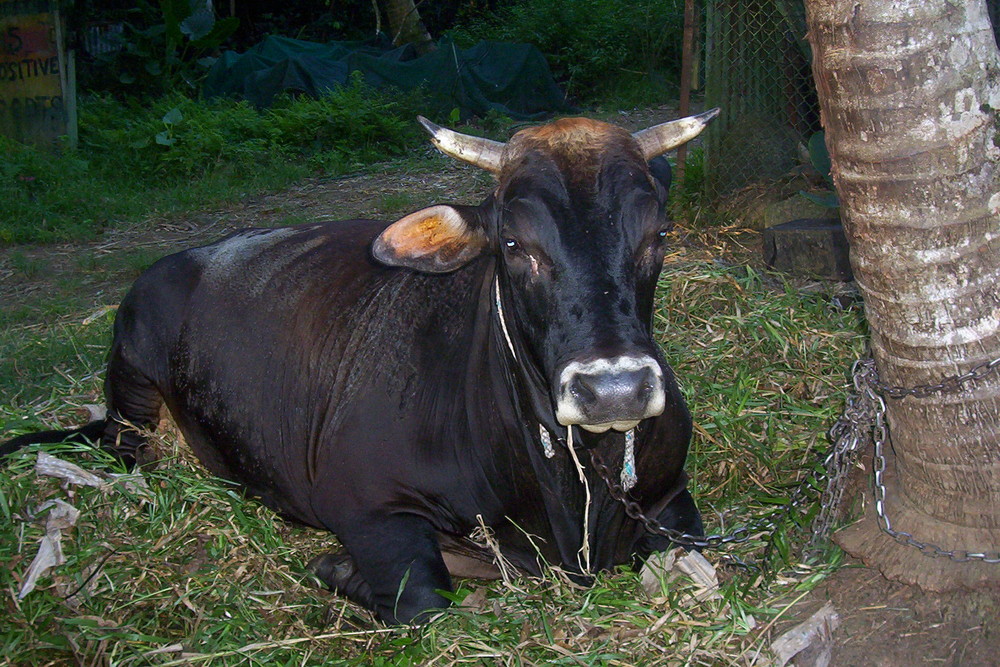 jericho the bull