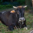 jericho the bull