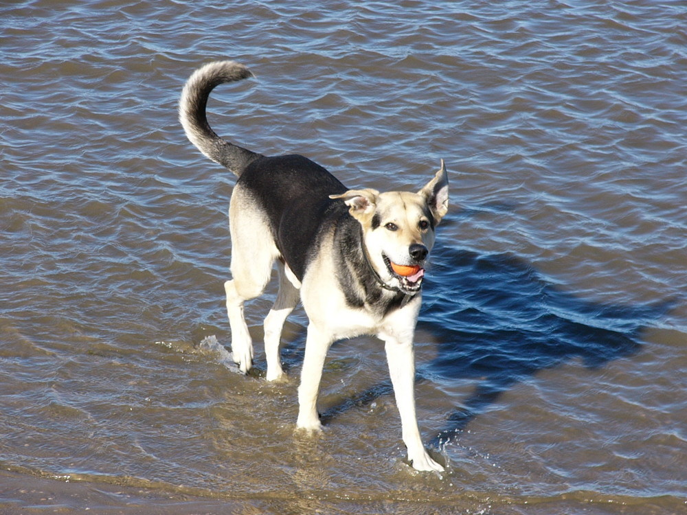 Jerry an der Elbe