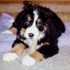 Jerry (Berner Sennenhund) als Welpe