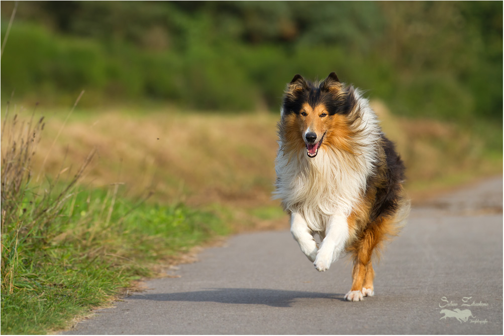 Jerry, ein 8 Jahre alter Collie