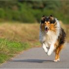 Jerry, ein 8 Jahre alter Collie