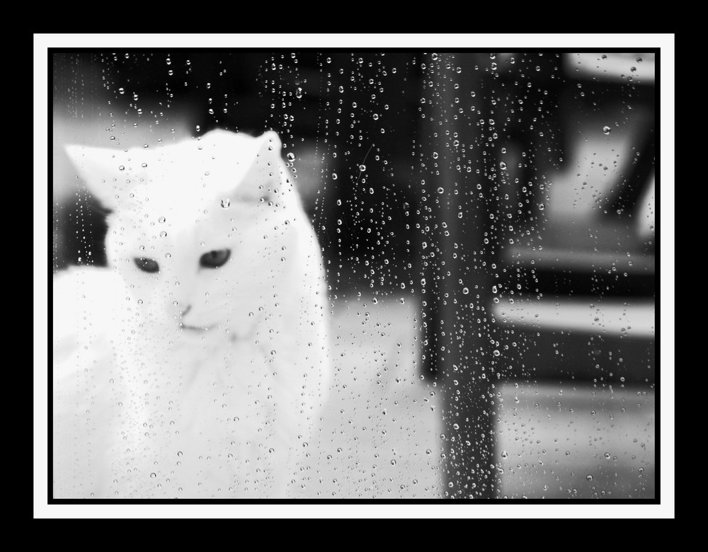 Jerry in the rain