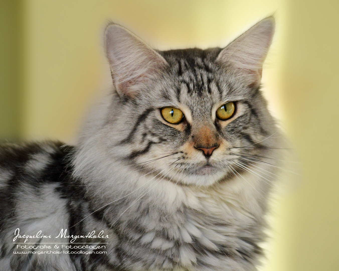 Jerry Lee, Main Coon